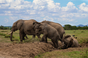 Naklejka na ściany i meble elephants in the mud bath