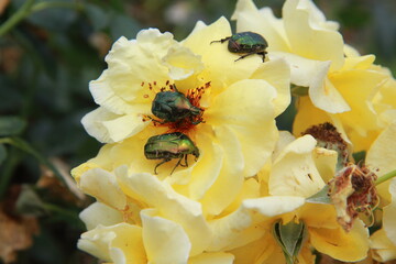 bee on yellow flower