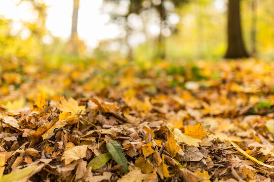 Yellow leaves in autumn park