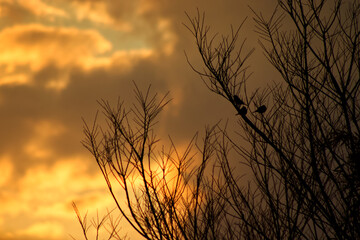Winter tree silhouette with 3 cape sparrows during sunset