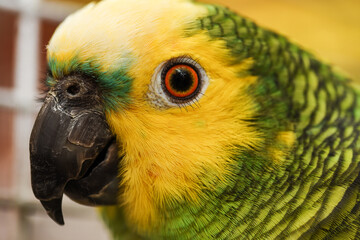 macro home amazon  postcard green with yellow crest red feathers sitting on a branch in a cagesitting 