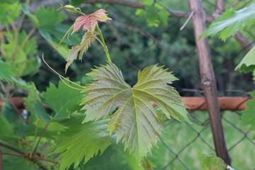 grapes in the vineyard