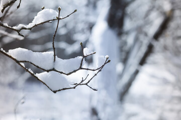 Winter nature details in countryside in East Europe. Snow covered tree branches in sunny day.