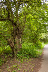 Fototapeta na wymiar Tree trunk along a woodland path on a sunny day in Leeds