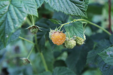 wild strawberry in the garden