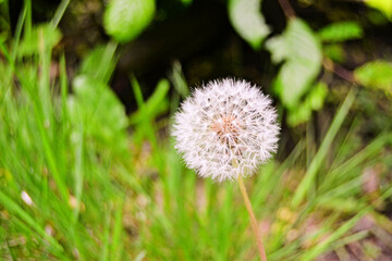 Dandelion in the grass