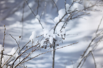 Winter nature details in countryside in East Europe. Snow covered tree branches in sunny day.