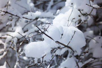 Winter nature details in countryside in East Europe. Snow covered tree branches in sunny day.