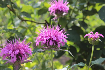 Lilac monarda blooms in a summer flowerbed.
