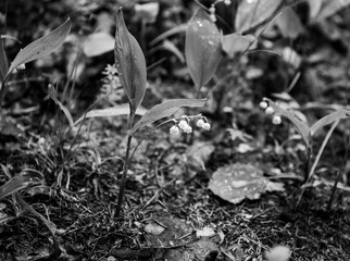 forest lilies of the valley after rain in a forest glade