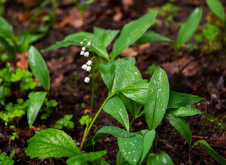 forest lilies of the valley after rain in a forest glade