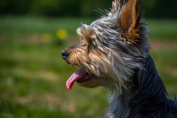 Small cute adorable Yorkshire Terrier Yorkie looking away and showing tongue. Profile isolated head photography. Shallow depth of field, greenery in background, low angle