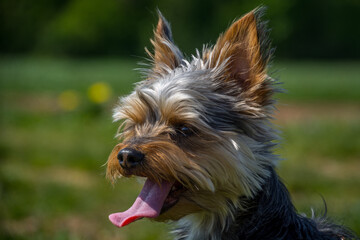 Close up small cute adorable Yorkshire Terrier Yorkie is cooling down in nature. The dog is showing the tongue against green grass background. Natural light, low angle, shallow depth of field