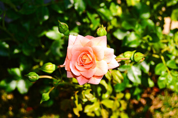 Coral rose in garden