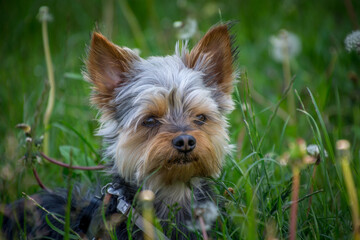 Small cute adorable Yorkshire Terrier Yorkie on leash hiding in tall green grass in nature. Meadow countryside farming field. Natural light, low angle, shallow depth of field