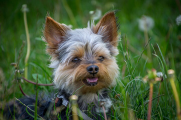 Small cute adorable Yorkshire Terrier Yorkie on leash hiding in tall green grass in nature. Meadow countryside farming field. Natural light, low angle, shallow depth of field