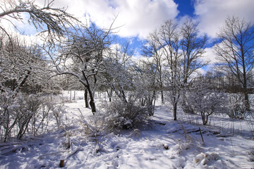 Winter nature details in countryside in East Europe.