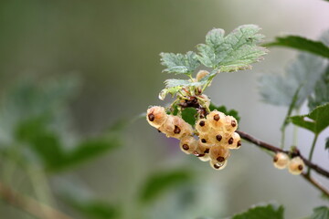 ants on a branch