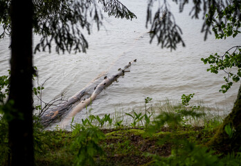 landscape with trees by the river and beautiful gray sky