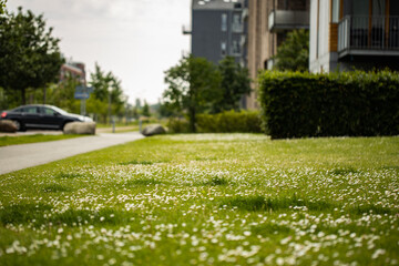 Fototapeta premium green space with small white daisies