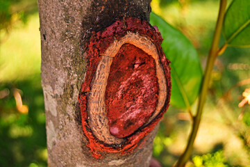 Tree trunk with red resin