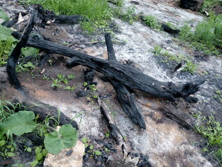 Fototapeta na wymiar charred tree trunk and ashes of an extinct fire