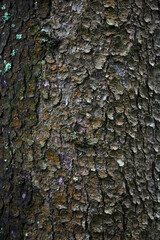 an old tree trunk with an unusual bark pattern