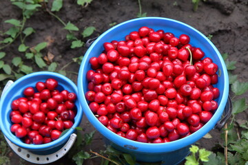 red currants in a bowl