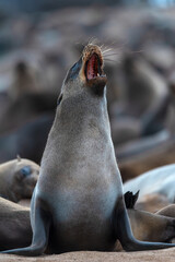Cape Cross seal colony at the Cape Cross Seal Reserve, Atlantic coast of Namibia © longtaildog