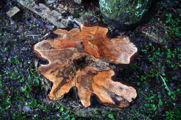 beautiful birch logs with beautiful age rings