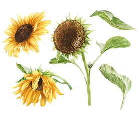 Watercolor sunflowers set isolated on white background. Hand drawn botanical illustration.