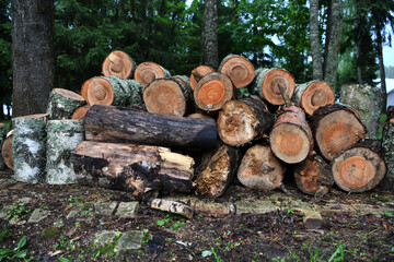 beautiful birch logs with beautiful age rings