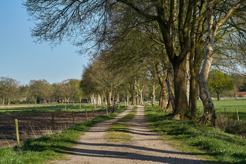unfixed rural lane in the district Wesermarsch (Germany) going through the fields with some big trees next to it on a sunny spring day