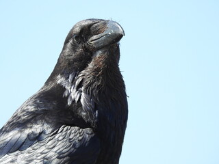 Tierbilder