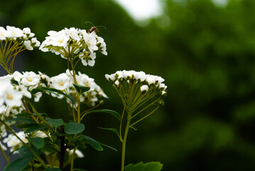 white flowers in the garden in spring