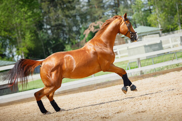 closeup portrait of stunning chestnut budyonny dressage gelding horse with white line in brown...
