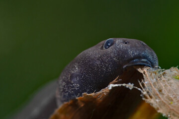 Toad tadpole, Erdkröten Kaulquappe (Bufo bufo)