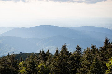 Hiking on the Appalachian Trail at Roan Mountain