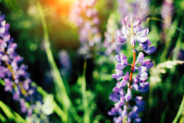Beautiful organic purple violet lupin petals on stem of flower in full bloom in Summer.