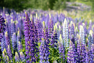 Lupine field on a sunny day