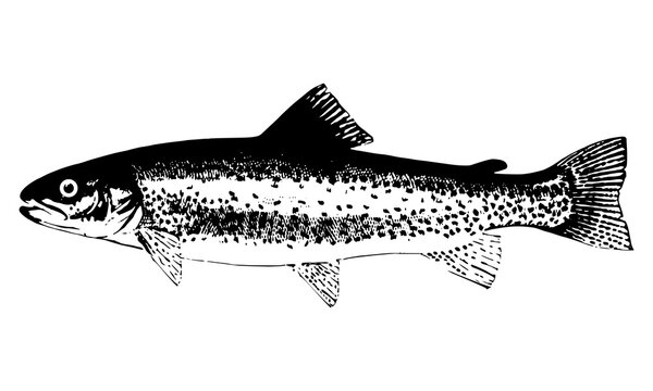 trout fish. realistic stencil of trout.