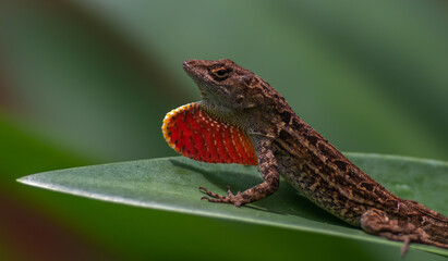 Anole Male