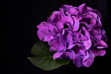 Vibrant violet hydrangea flower