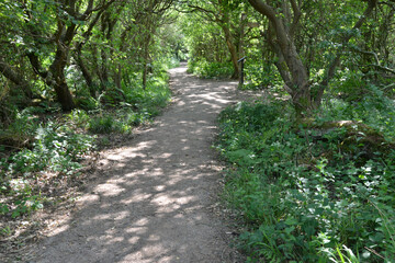 Fototapeta premium Walnley Nature Reserve, Barrow in Furness, Cumbria, England, UK