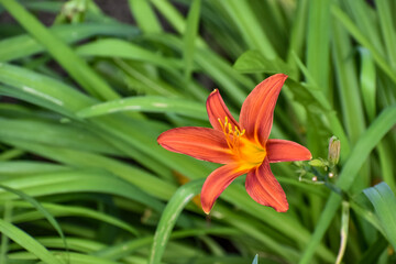 Lily seen from the side, flower with six orange petals. Defocused green leaves background.