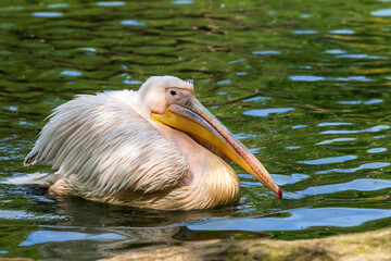 Pelecanus onocrotalus - White great white pelican bird swims on water.