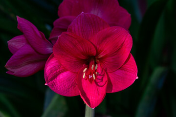 Amaryllis Flowers
