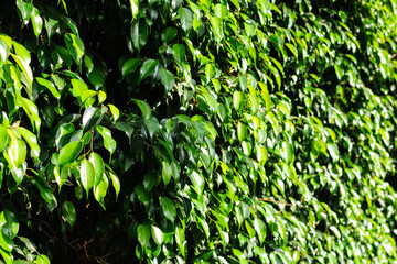 green plants summer grass light