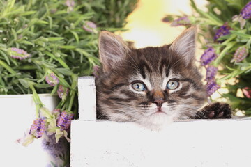 Cute brown tabby domestic kitten