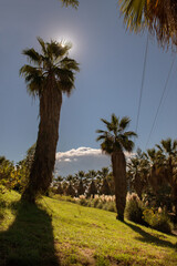 Fototapeta premium Palm trees and sun in a city park